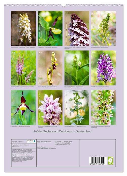 Auf der Suche nach Orchideen in Deutschland (CALVENDO Premium Wandkalender 2024)