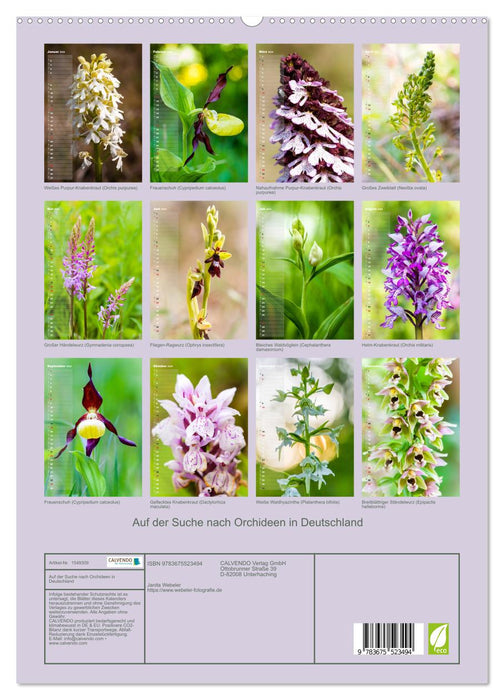 À la recherche d'orchidées en Allemagne (Calendrier mural CALVENDO Premium 2024) 