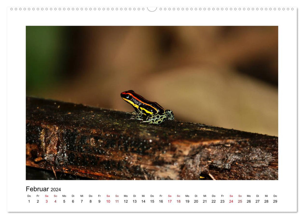 La faune colombienne (Calendrier mural CALVENDO 2024) 