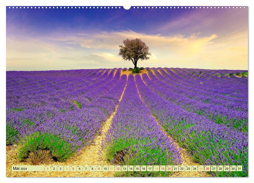 Traum-Ziele - Lavendel der Provence, Frankreich (CALVENDO Premium Wandkalender 2024)