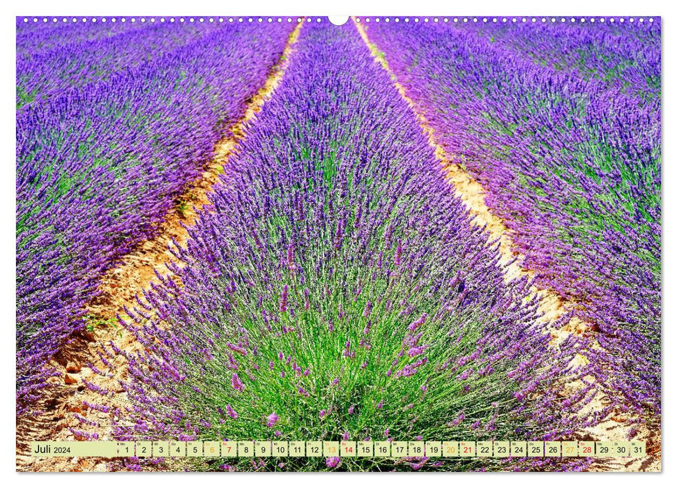 Destinations de rêve – Lavande de Provence, France (Calendrier mural CALVENDO Premium 2024) 