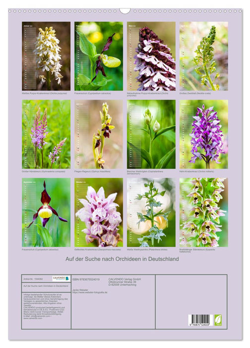 À la recherche d'orchidées en Allemagne (calendrier mural CALVENDO 2024) 