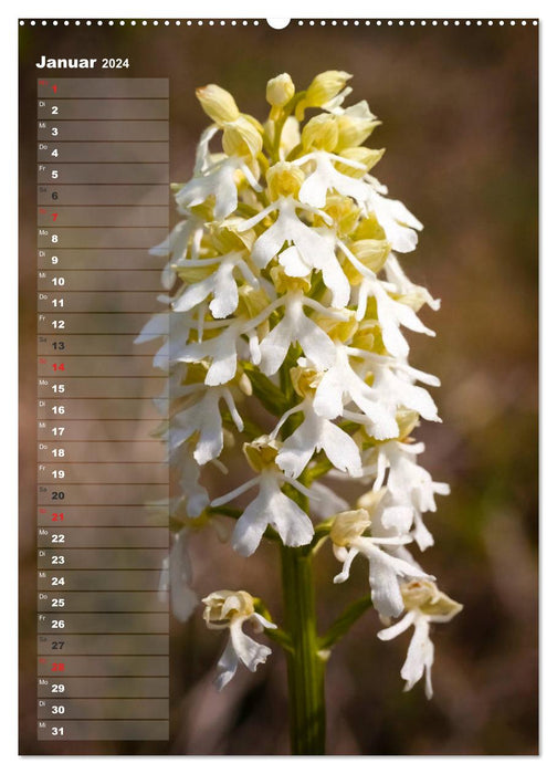 Auf der Suche nach Orchideen in Deutschland (CALVENDO Wandkalender 2024)