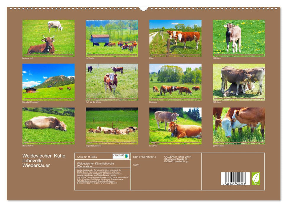 Weideviecher, Kühe liebevolle Wiederkäuer (CALVENDO Premium Wandkalender 2024)