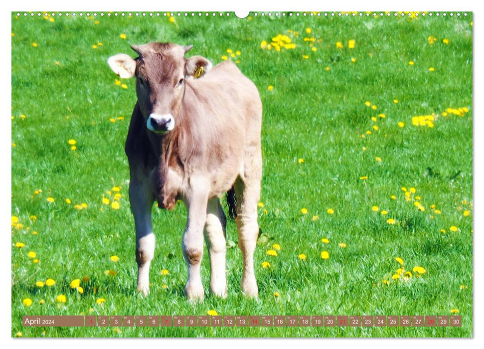 Weideviecher, Kühe liebevolle Wiederkäuer (CALVENDO Premium Wandkalender 2024)