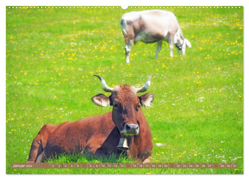 Weideviecher, Kühe liebevolle Wiederkäuer (CALVENDO Wandkalender 2024)