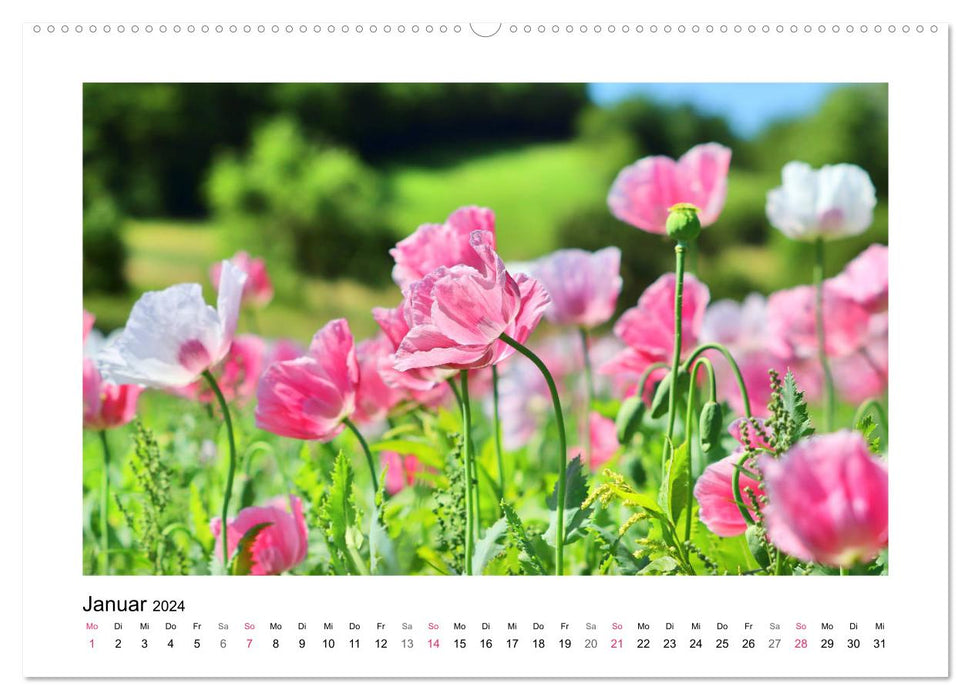 Randonnée du coquelicot à Meißner-Germerode (calendrier mural CALVENDO 2024) 