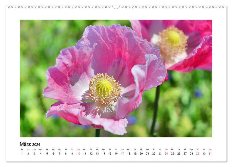 Randonnée du coquelicot à Meißner-Germerode (calendrier mural CALVENDO 2024) 