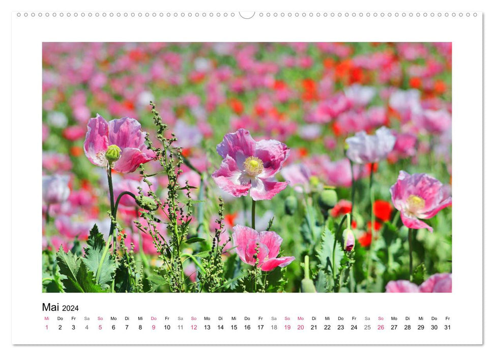 Randonnée du coquelicot à Meißner-Germerode (calendrier mural CALVENDO 2024) 