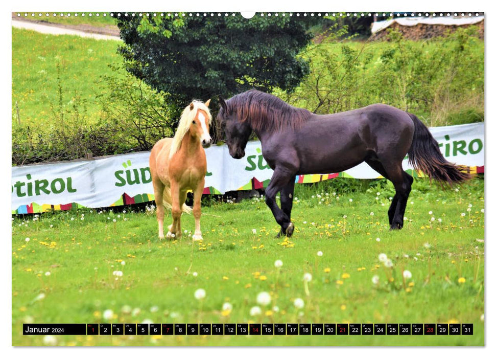 Chevaux dans la vallée du Passeier (Calendrier mural CALVENDO Premium 2024) 