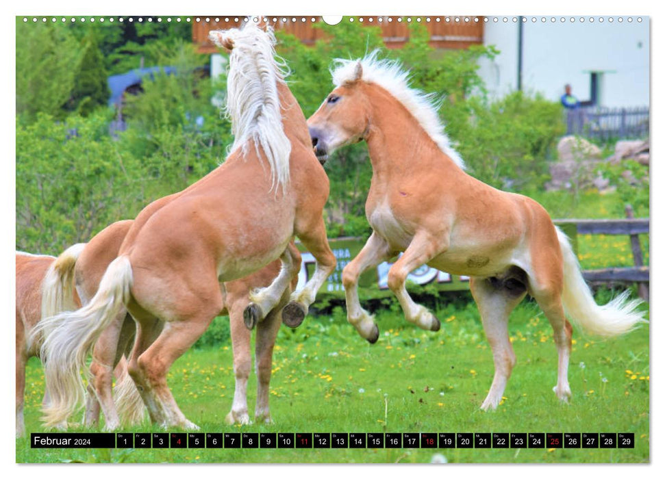 Chevaux dans la vallée du Passeier (Calendrier mural CALVENDO Premium 2024) 