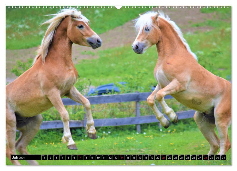 Chevaux dans la vallée du Passeier (Calendrier mural CALVENDO Premium 2024) 