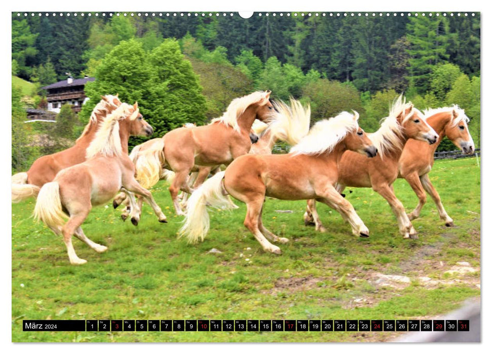 Chevaux dans la vallée du Passeier (calendrier mural CALVENDO 2024) 