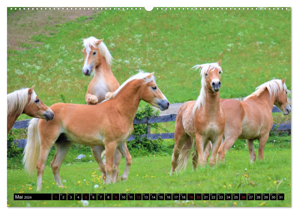 Pferde im Passeiertal (CALVENDO Wandkalender 2024)