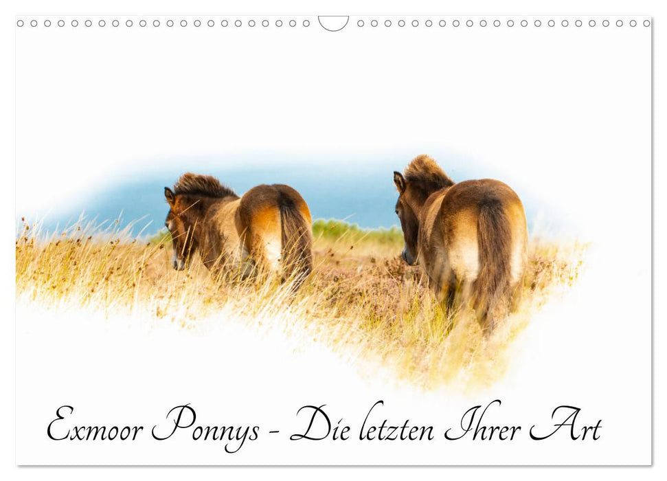 Poneys Exmoor - Le dernier du genre (calendrier mural CALVENDO 2024) 