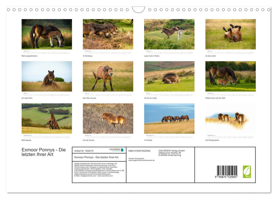 Poneys Exmoor - Le dernier du genre (calendrier mural CALVENDO 2024) 