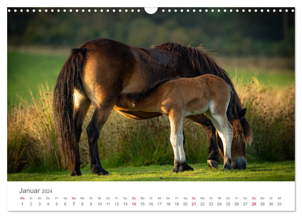 Poneys Exmoor - Le dernier du genre (calendrier mural CALVENDO 2024) 