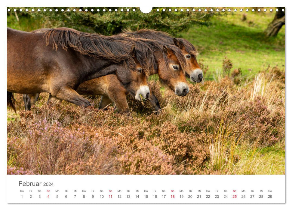 Poneys Exmoor - Le dernier du genre (calendrier mural CALVENDO 2024) 