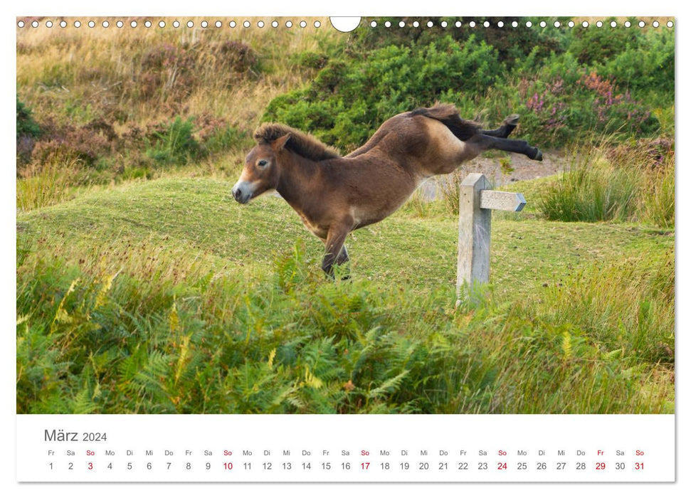 Poneys Exmoor - Le dernier du genre (calendrier mural CALVENDO 2024) 