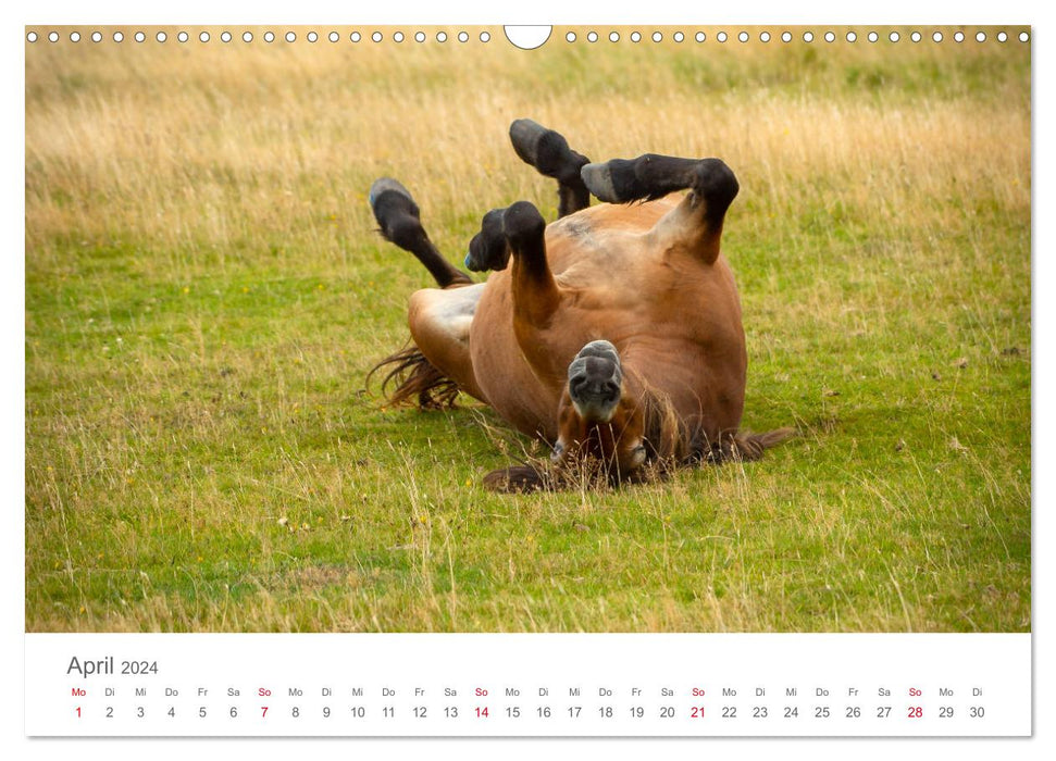 Poneys Exmoor - Le dernier du genre (calendrier mural CALVENDO 2024) 