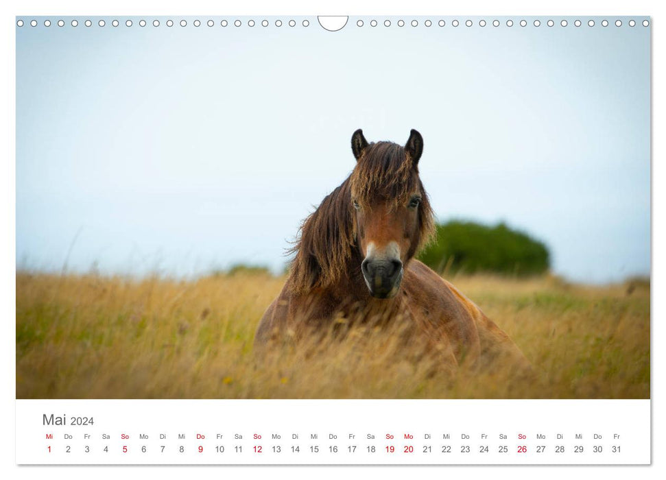 Poneys Exmoor - Le dernier du genre (calendrier mural CALVENDO 2024) 