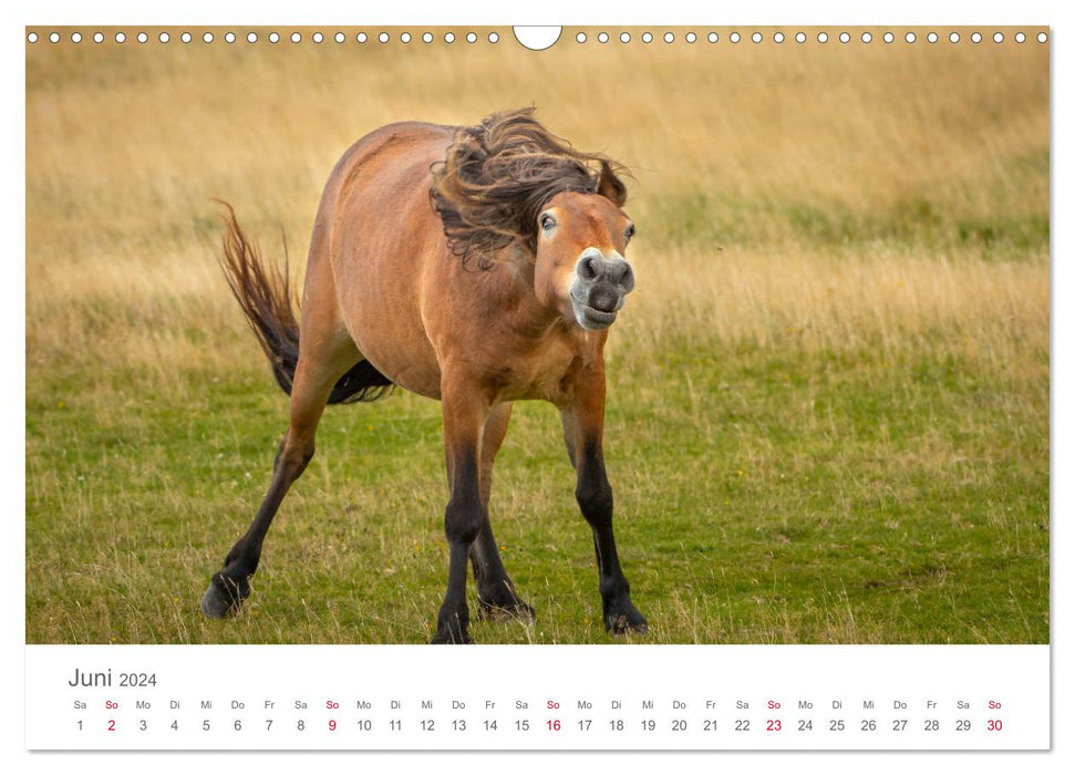 Poneys Exmoor - Le dernier du genre (calendrier mural CALVENDO 2024) 