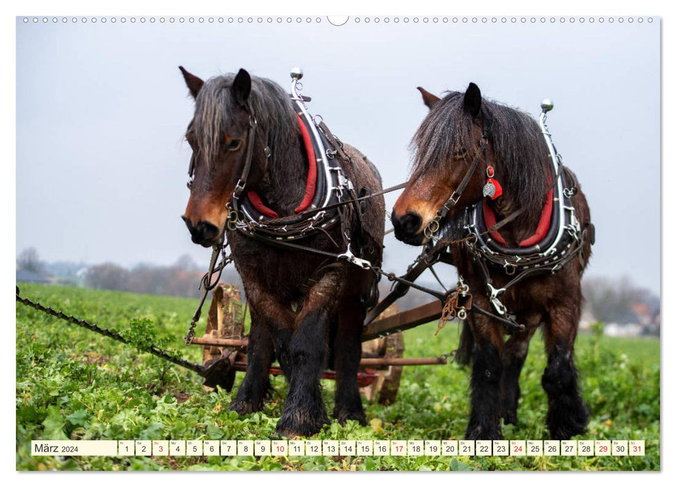 En mars, le fermier attele le petit cheval (Calendrier mural CALVENDO Premium 2024) 