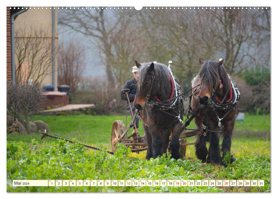 En mars le fermier attele le petit cheval (calendrier mural CALVENDO 2024) 