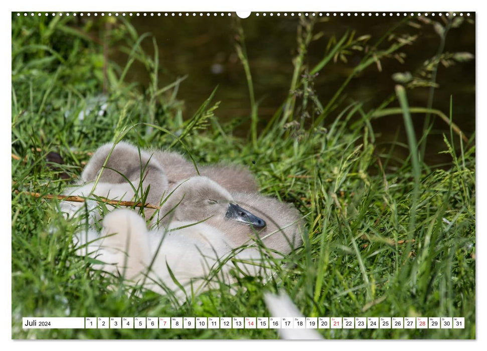 Le monde merveilleux des animaux – Allemagne (Calvendo Premium Calendrier mural 2024) 