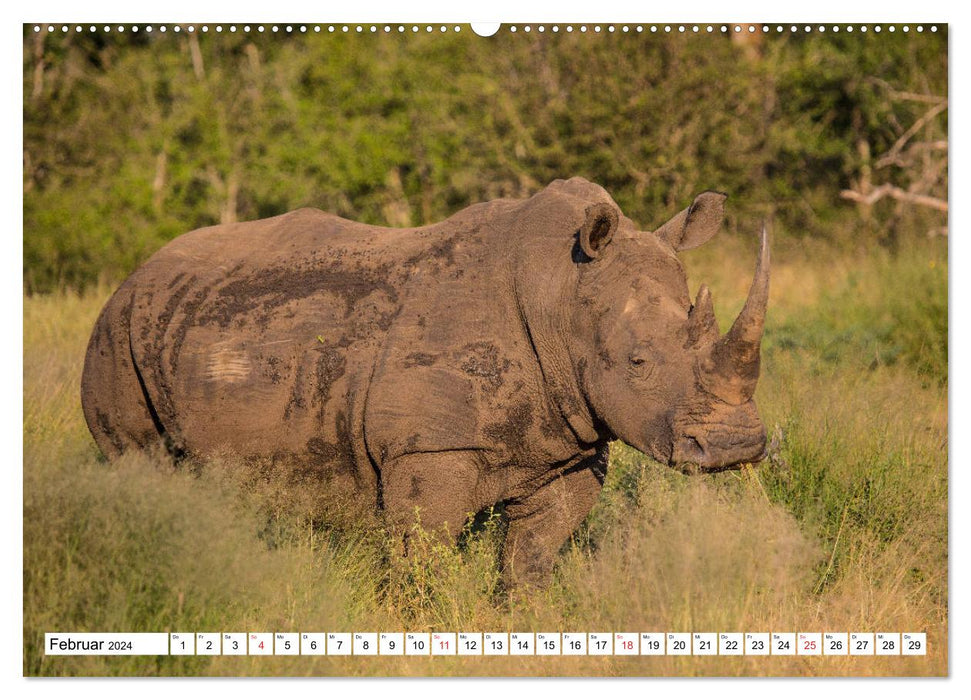 Le monde merveilleux des animaux – Afrique du Sud (Calvendo Premium Calendrier mural 2024) 