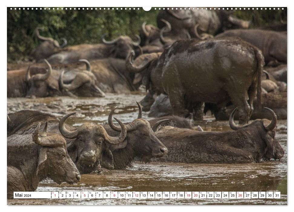 Wunderwelt der Tiere - Südafrika (CALVENDO Premium Wandkalender 2024)