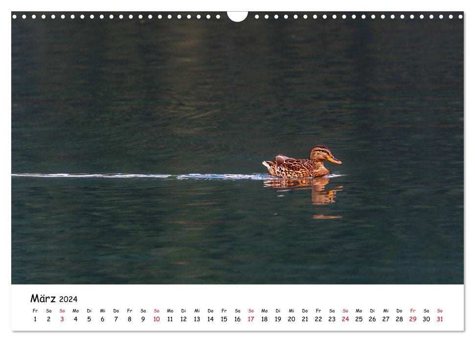 Wanderbarer Weißensee (CALVENDO Wandkalender 2024)