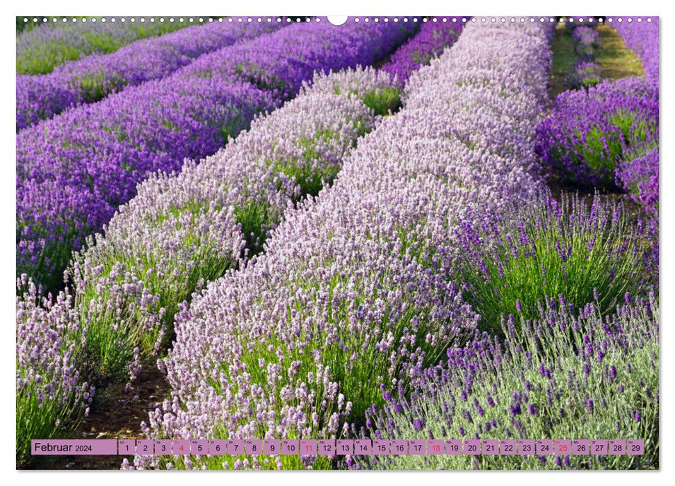 Farbzauber Lavendel (CALVENDO Premium Wandkalender 2024)