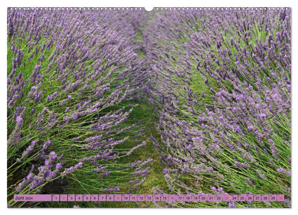 Farbzauber Lavendel (CALVENDO Premium Wandkalender 2024)