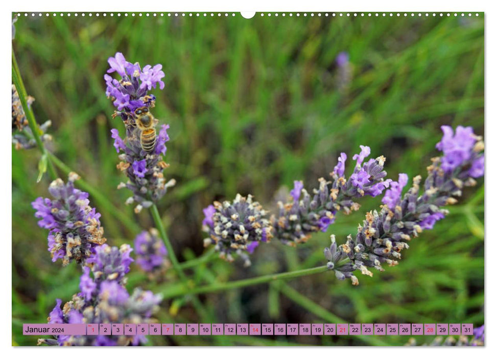 Farbzauber Lavendel (CALVENDO Wandkalender 2024)