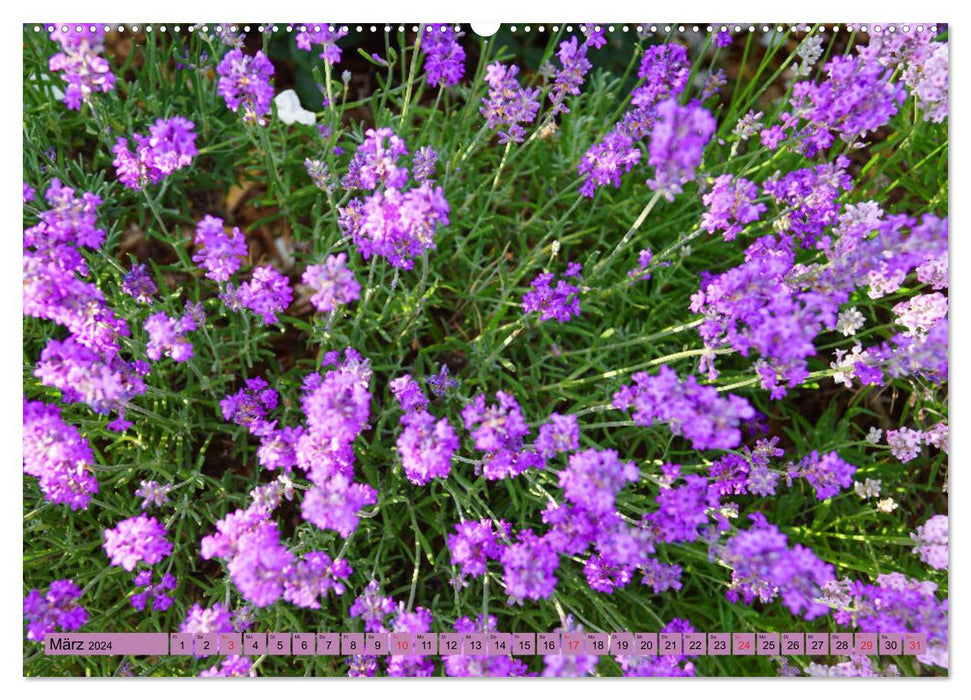Farbzauber Lavendel (CALVENDO Wandkalender 2024)