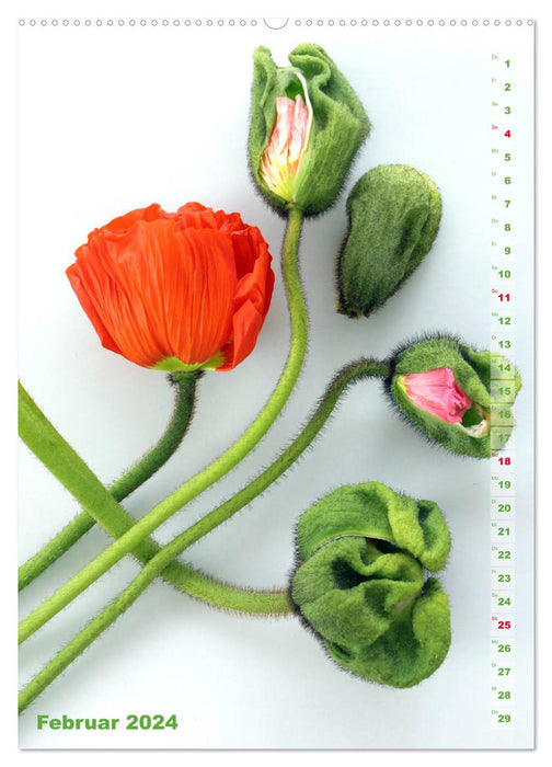 Mohn - Ein Blütentraum (CALVENDO Premium Wandkalender 2024)