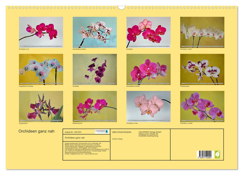 Orchideen ganz nah (CALVENDO Wandkalender 2024)