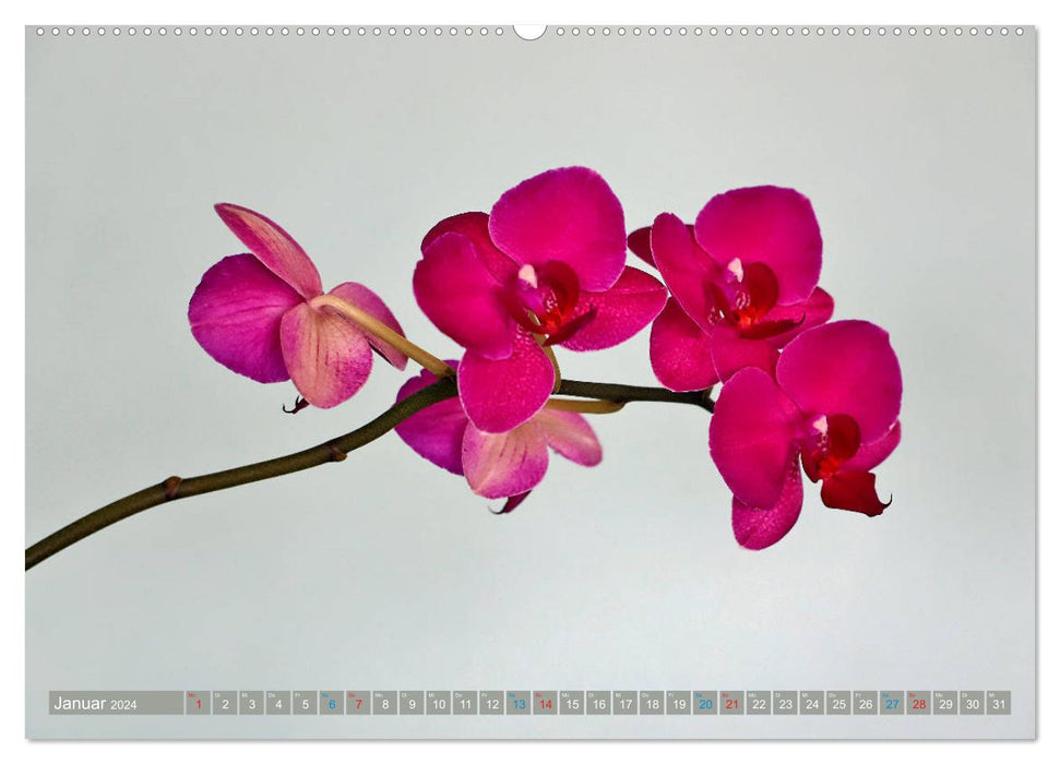 Orchideen ganz nah (CALVENDO Wandkalender 2024)