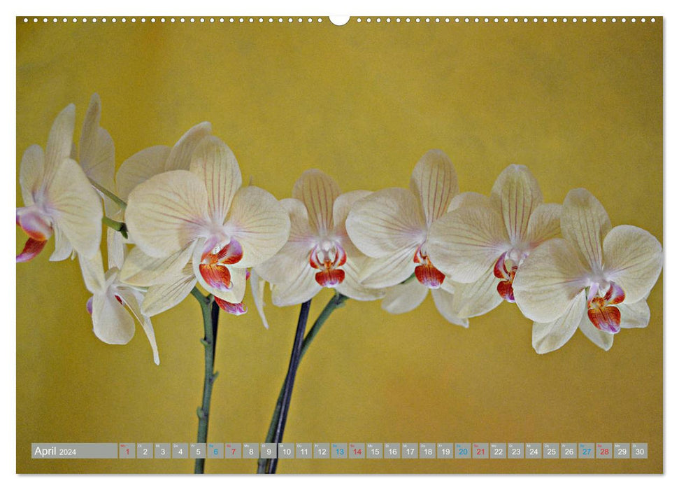 Orchids up close (CALVENDO wall calendar 2024) 