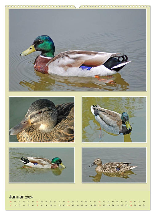 Diversity of water birds (CALVENDO Premium Wall Calendar 2024) 