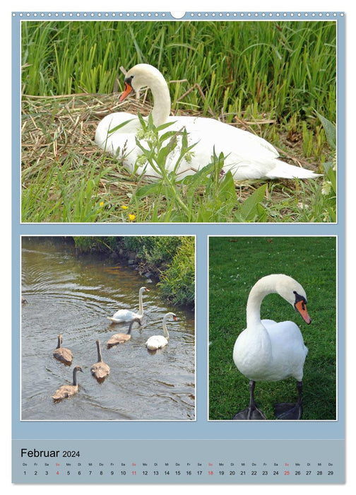 Diversity of water birds (CALVENDO Premium Wall Calendar 2024) 