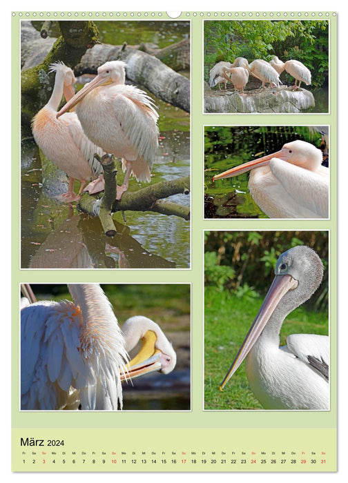 Diversity of water birds (CALVENDO Premium Wall Calendar 2024) 