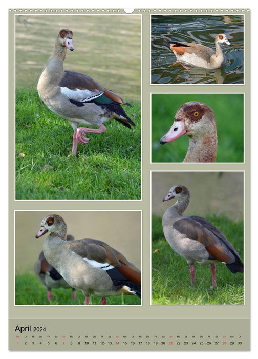 Diversity of water birds (CALVENDO Premium Wall Calendar 2024) 