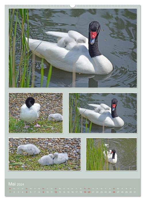 Diversity of water birds (CALVENDO Premium Wall Calendar 2024) 