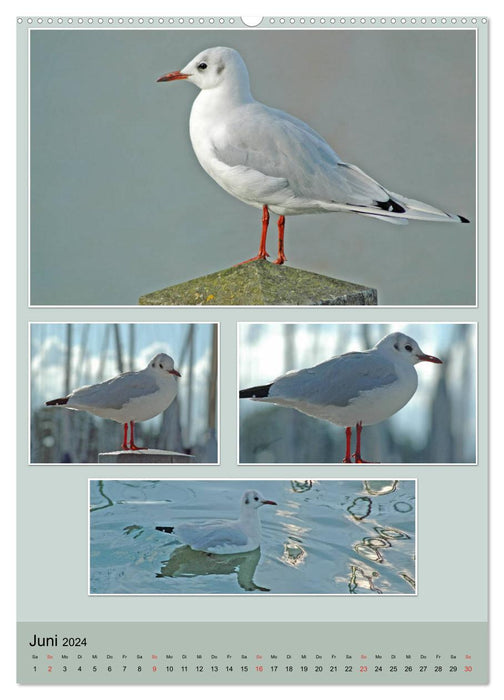 Diversity of water birds (CALVENDO Premium Wall Calendar 2024) 