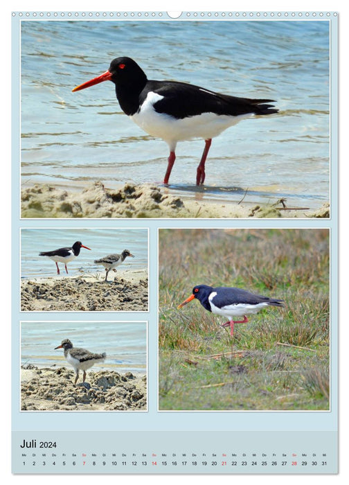 Diversity of water birds (CALVENDO Premium Wall Calendar 2024) 