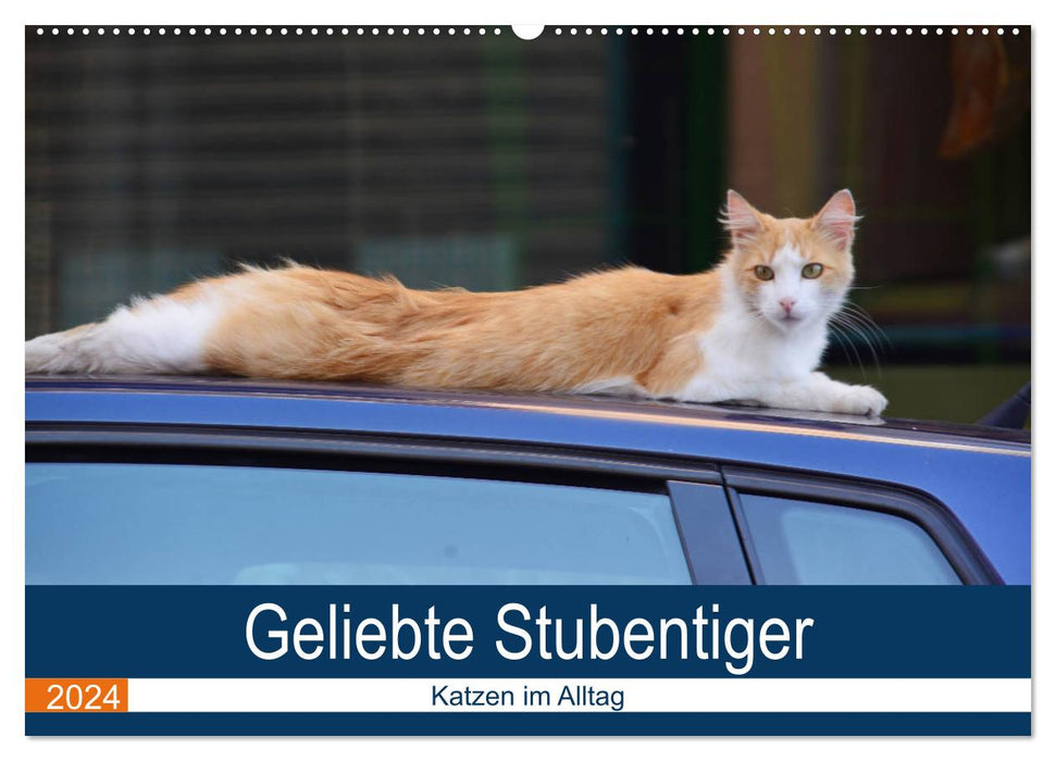 Geliebte Stubentiger - Katzen im Alltag (CALVENDO Wandkalender 2024)