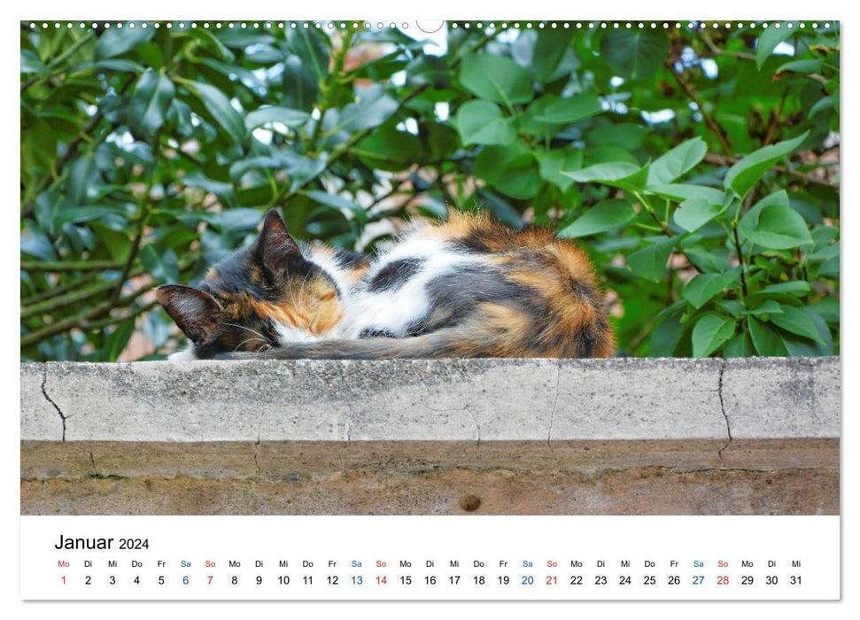 Geliebte Stubentiger - Katzen im Alltag (CALVENDO Wandkalender 2024)