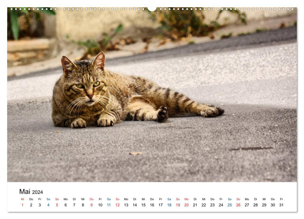 Geliebte Stubentiger - Katzen im Alltag (CALVENDO Wandkalender 2024)